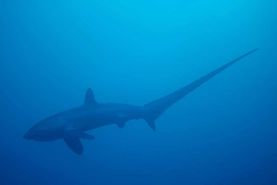 全球最知名的看長尾鯊的潛點