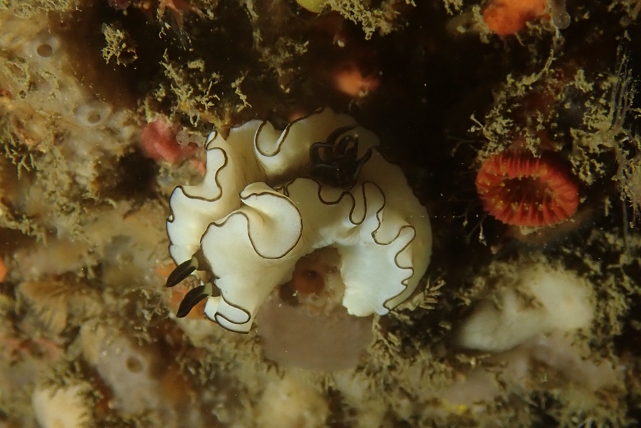 海蛞蝓
