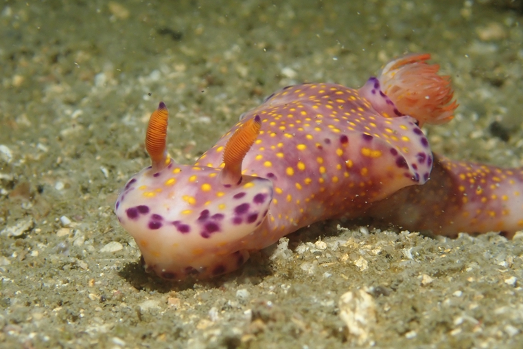 草莓海蛞蝓