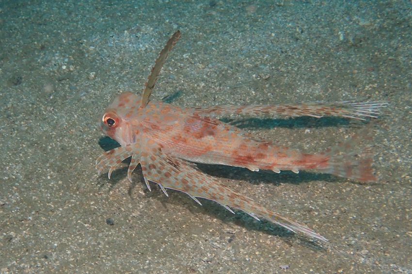 飛角魚