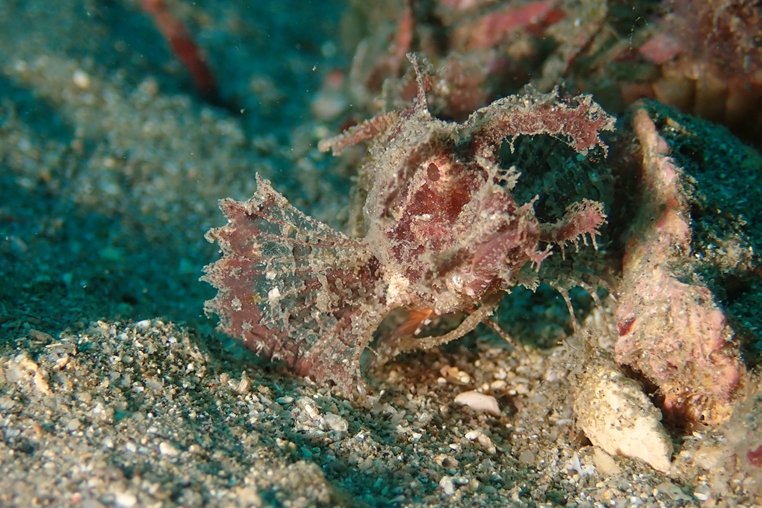 安紋天蠍魚