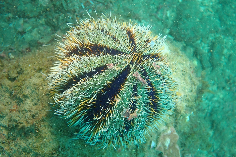 馬糞海膽