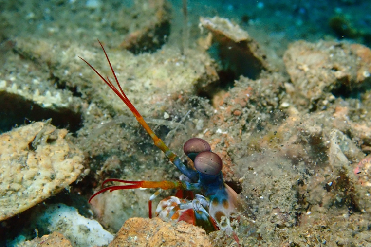 螳螂蝦