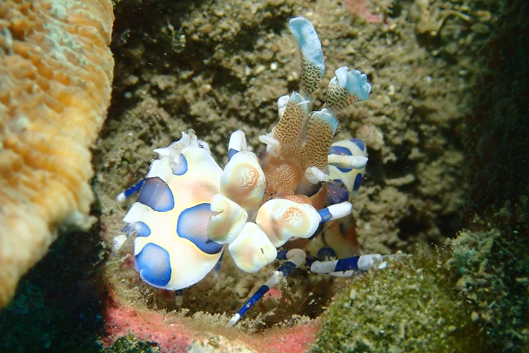 釉彩蠟膜蝦