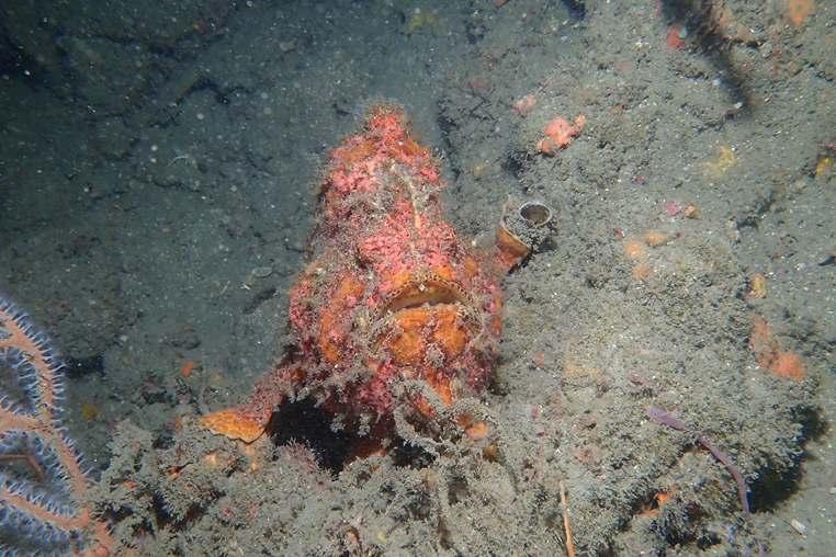大花斑躄魚