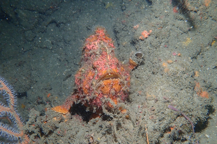 大花斑躄魚