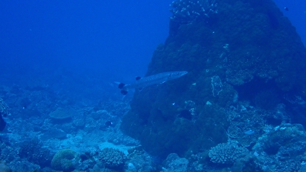 Barracuda